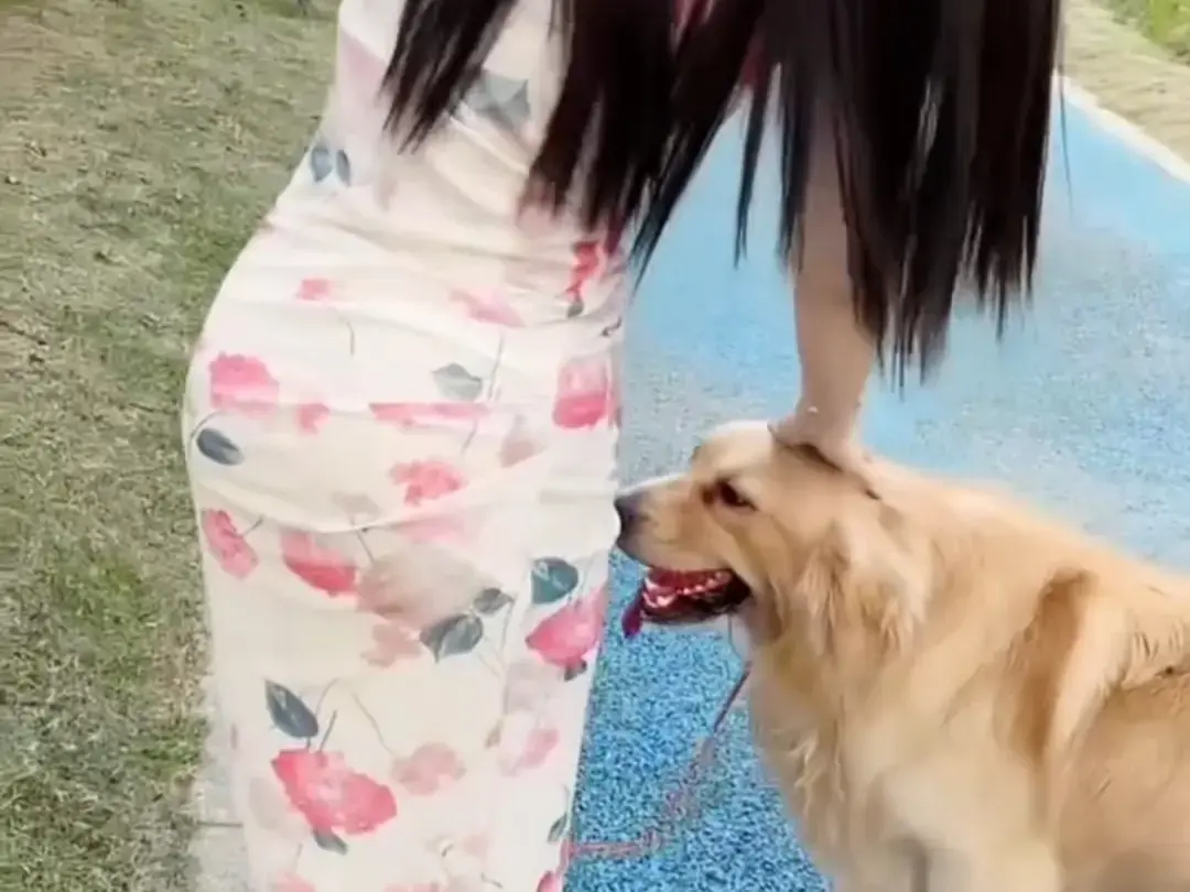 《抖音香香公主与爱犬金毛》科普视频完整版在线免费观看-抖音香香公主与爱犬直播回放网盘资源免费领取-快乐分享抖音香香公主与爱犬