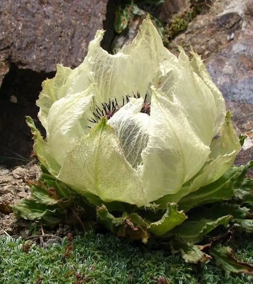 《禁忌凝视》欧美伦理电影未删减版-禁忌凝视剧情片1080P高清播放-免费在线观看完整资源